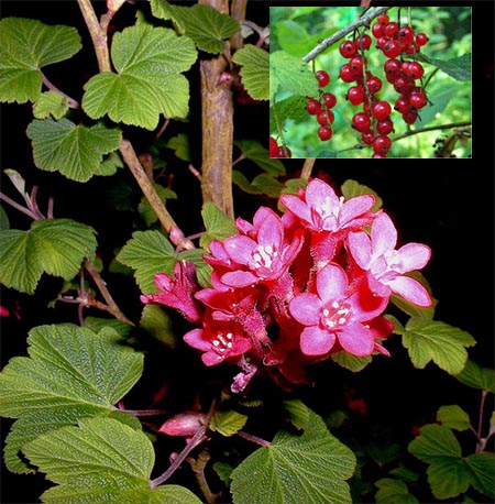 Red currant Ribes rubrum